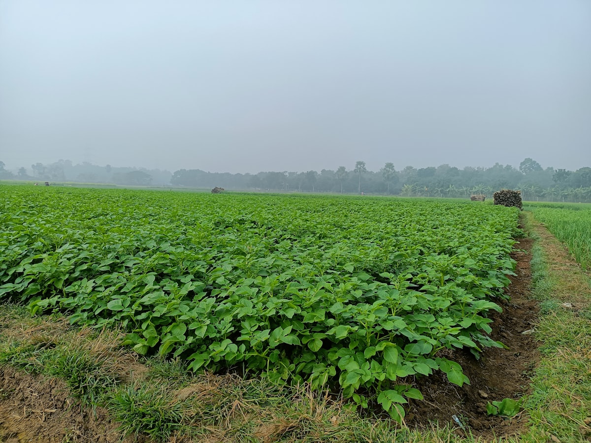 Lavoura de soja em produção ilustrando o público do site institucional de cooperativa agroindustrial